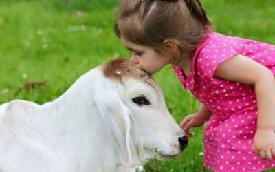 Gomatha or Kamadhenu – Sacred cow in Hinduism